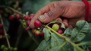 Estate Coffee vs Single-Origin: What's the Real Difference?